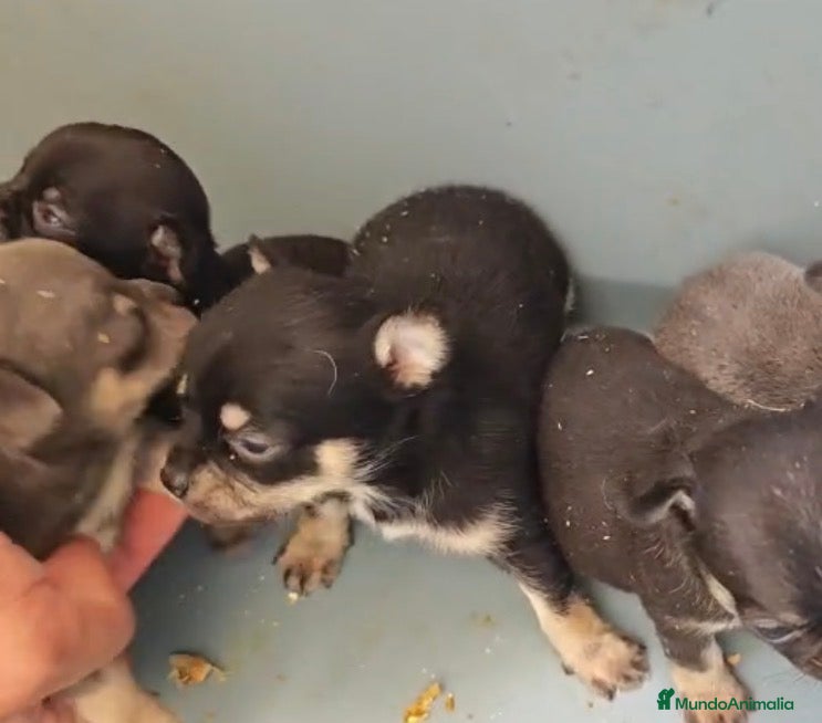Chihuahua perros Chihuahuas - Anuncio 1