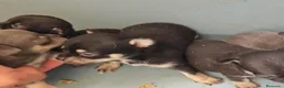 Chihuahua perros en venta: Chihuahuas - Anuncio 1