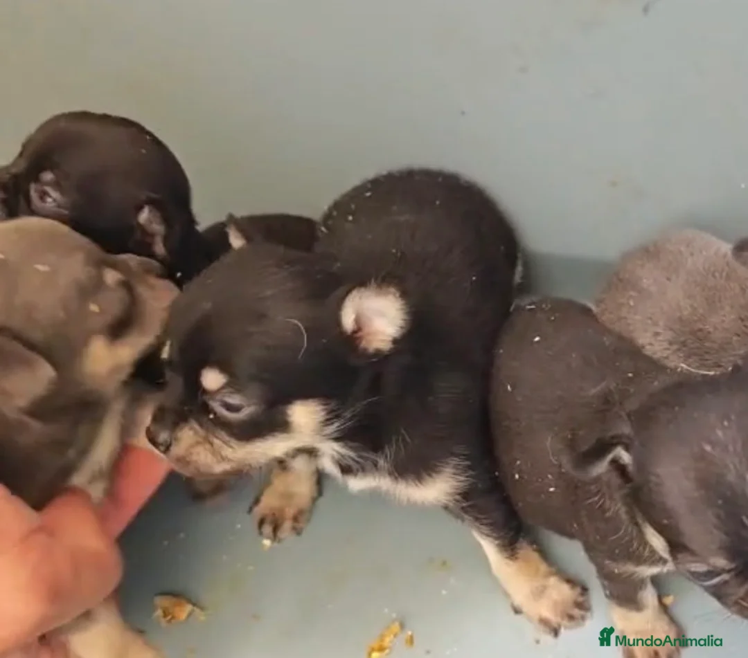 Chihuahua perros en venta: Chihuahuas - Anuncio 1
