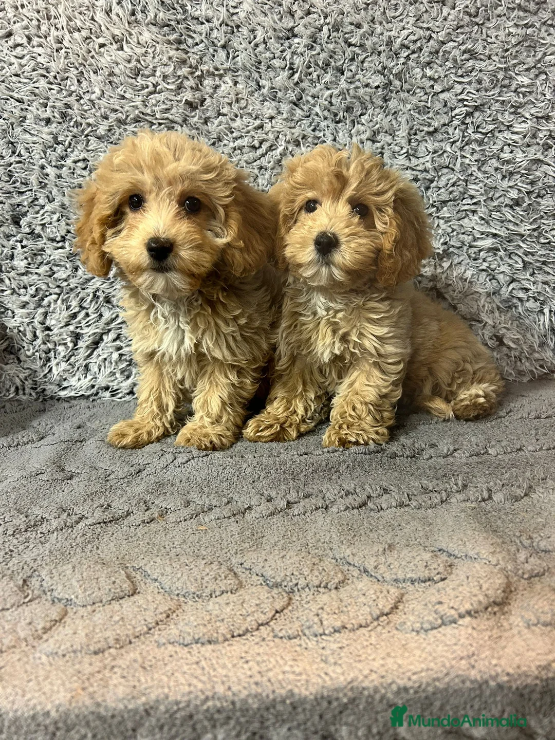 Maltipoo perros en venta: Maltipoo hembras apricot  - Anuncio 2