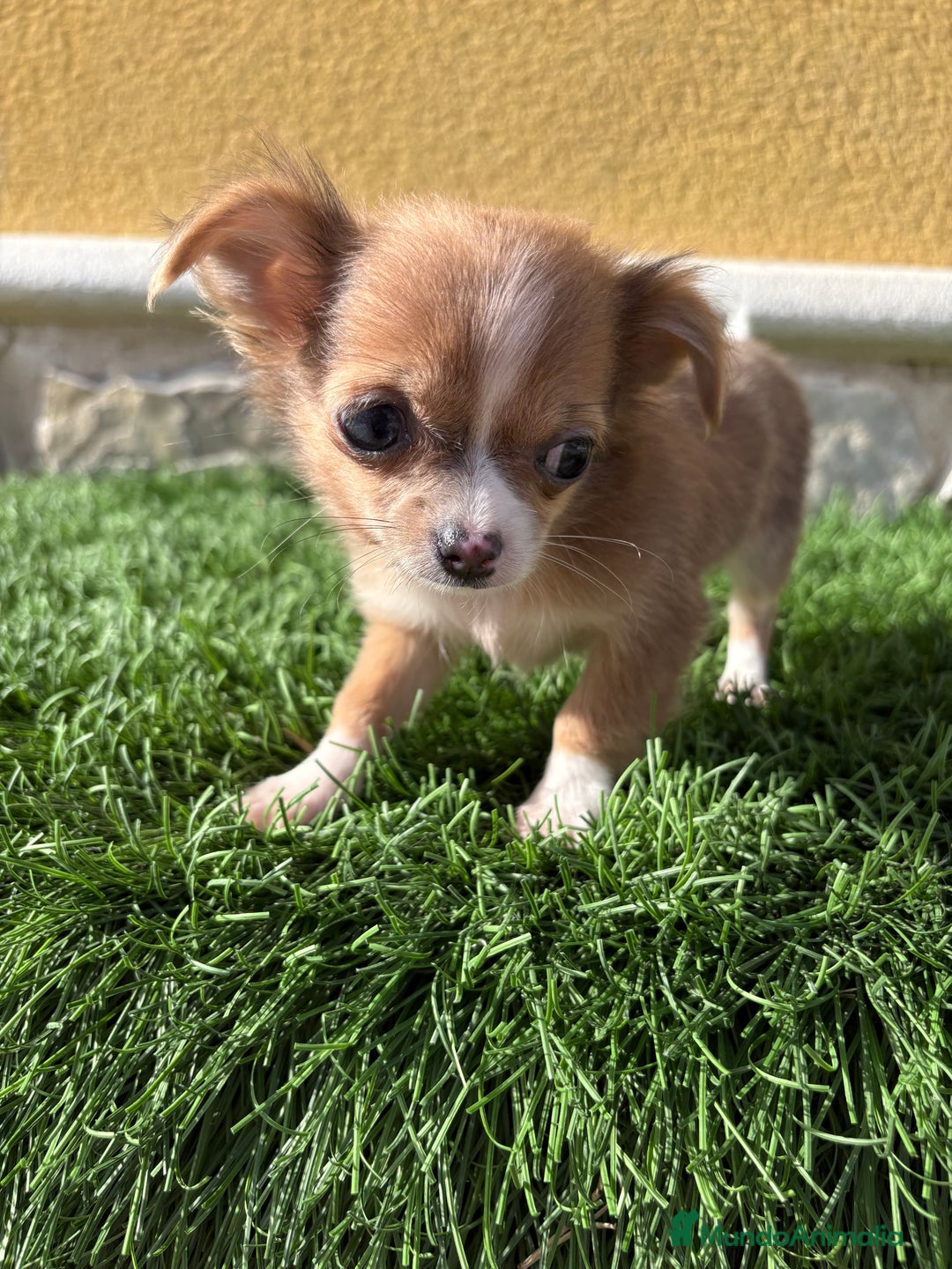Chihuahua perros en venta: Chihuahua mini Toy pelo largo chocolate - Anuncio 34