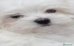 Bichón Maltés perros en venta: BICHÓN MALTÉS - Imagen 1