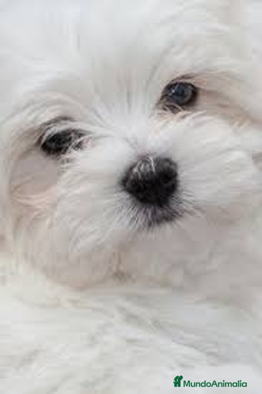 Bichón Maltés perros en venta: BICHÓN MALTÉS - Imagen 1