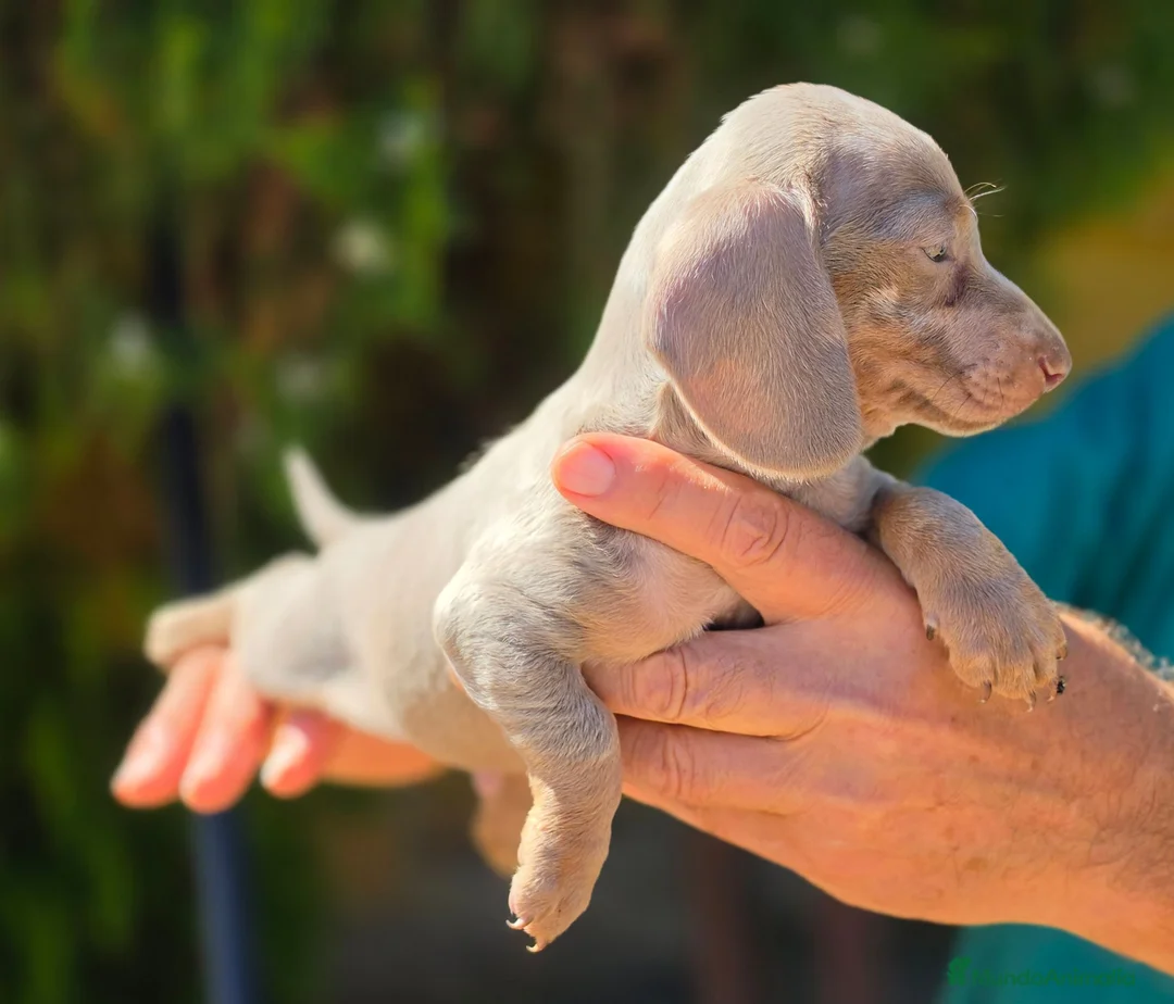 Teckel Miniatura perros en venta: Teckel isabella  - Anuncio 5