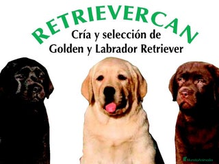 Labrador Retriever perros - Anuncio 3