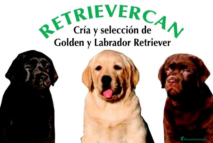 Labrador Retriever perros - Anuncio 1