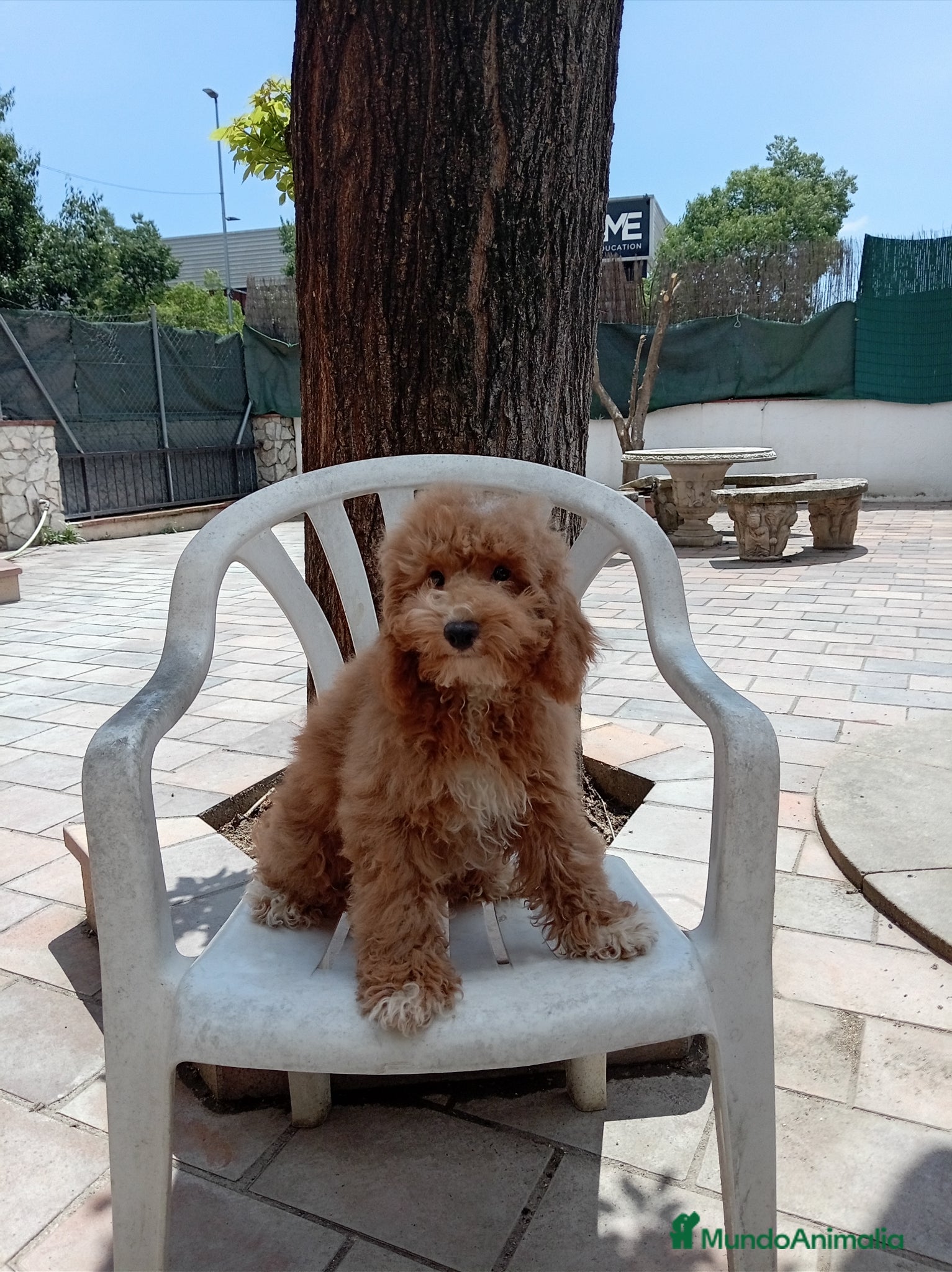Caniche Enano perros en venta: Caniche enano - Anuncio 1