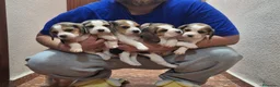 Beagle perros en venta: Cachorros de beagle tricolor  - Anuncio 4