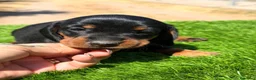 Teckel Miniatura perros en venta: Teckel mini  - Anuncio 2