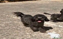 Caniche Enano perros en venta: Caniche negro - Imagen 4