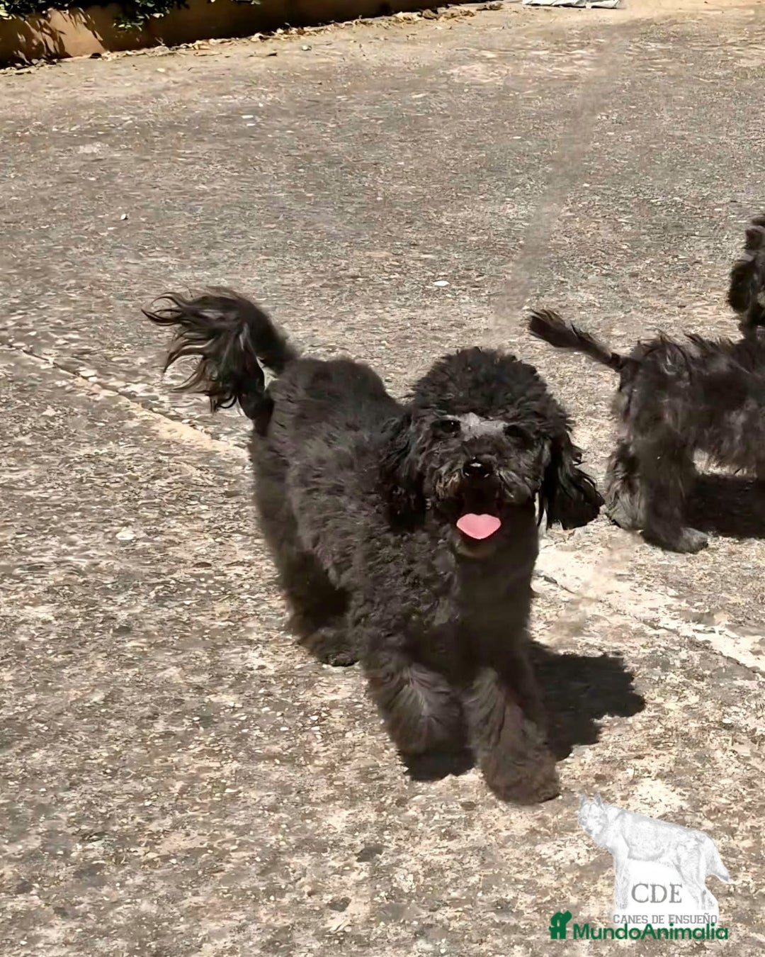 Caniche Enano perros en venta: Caniche negro - Imagen 4