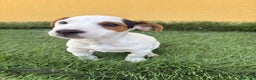 Jack Russell Terrier perros en venta: Jack russell macho tricolor  - Anuncio 14
