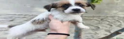 Jack Russell Terrier perros en venta: Cachorros de Jack Russell - Anuncio 5