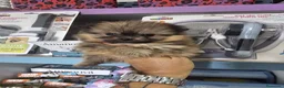 Pomerania perros en venta: CAMADA DE POMERANIA LINIA RUSA  - Anuncio 7