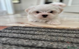 Bichón Maltés perros en venta: bichon maltes toy  - Imagen 1