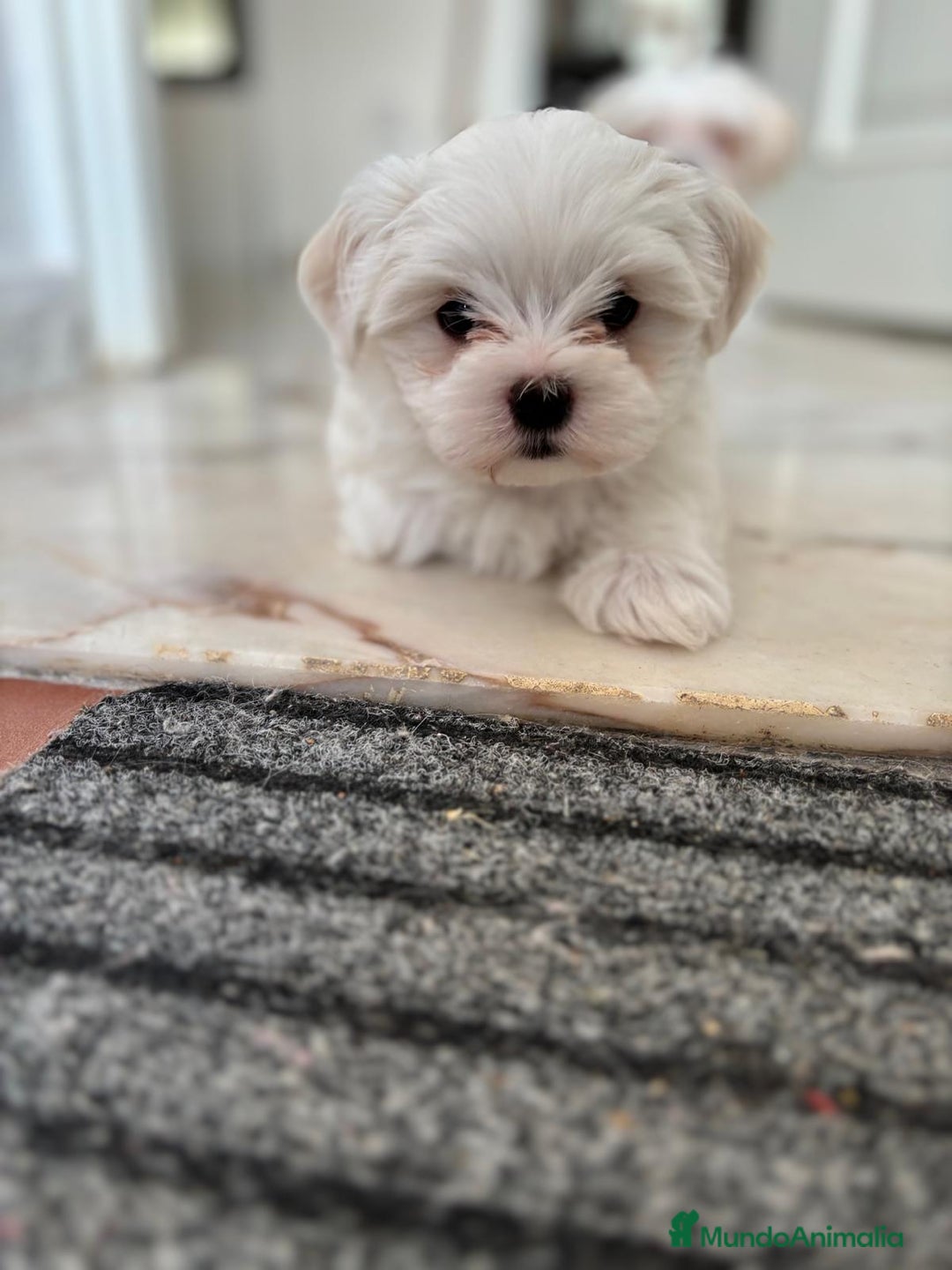 Bichón Maltés perros en venta: bichon maltes toy  - Imagen 1