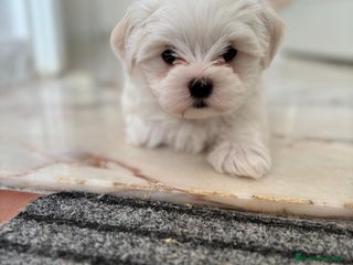 Bichón Maltés perros - Anuncio 19