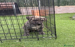 Dogo Canario perros en venta: Cachorros de presa  - Imagen 4