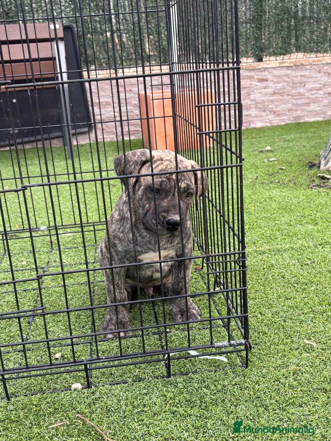 Dogo Canario perros en venta: Cachorros de presa  - Imagen 4