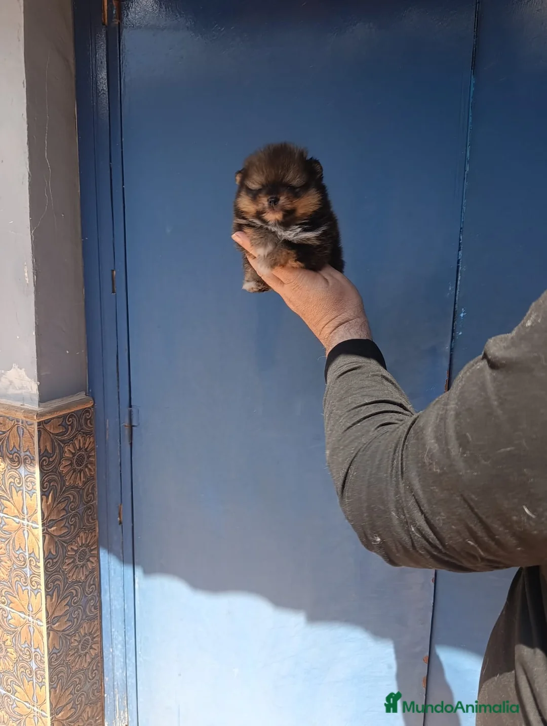 Pomerania perros en venta: ‼️POMERANIA AMERICANO TAMAÑO TOY  - Anuncio 1