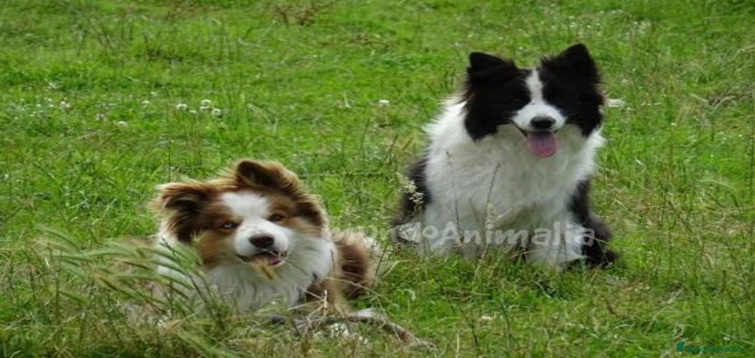 Imagen de galería {{count}}