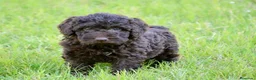 Perro de Agua Español perros en venta: CAMA DE PERRO DE AGUA ESPAÑOL  - Anuncio 15