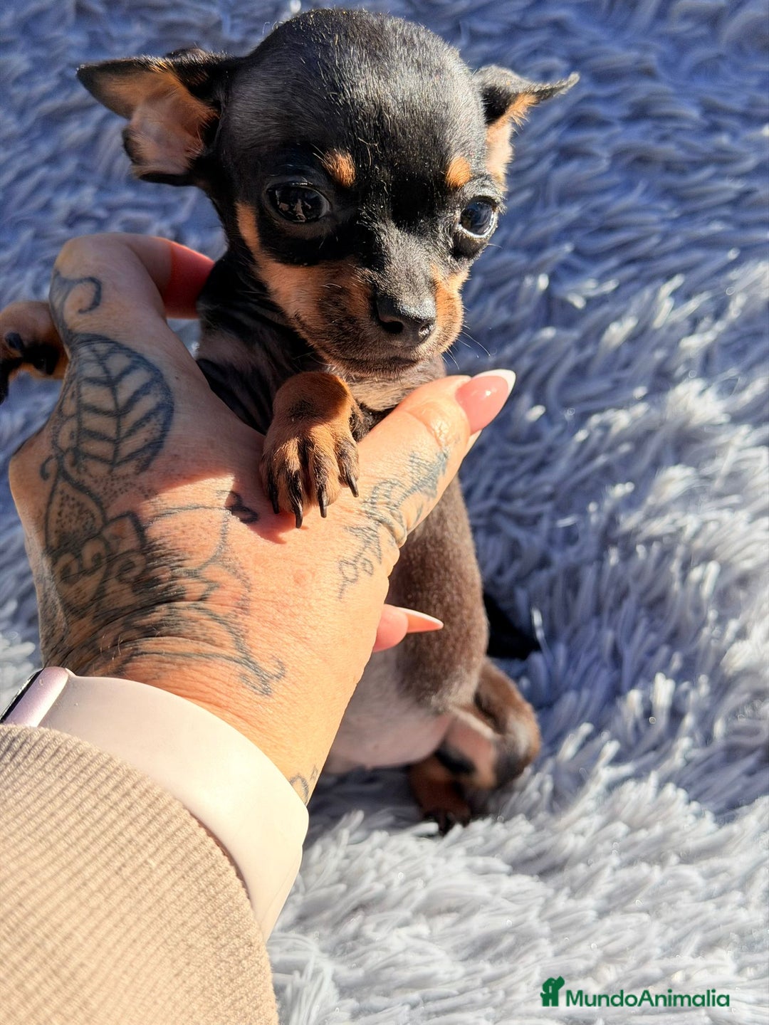 Ratón de Praga perros en venta: RATON DE PRAGA NEGRO FUEGO  - Anuncio 2