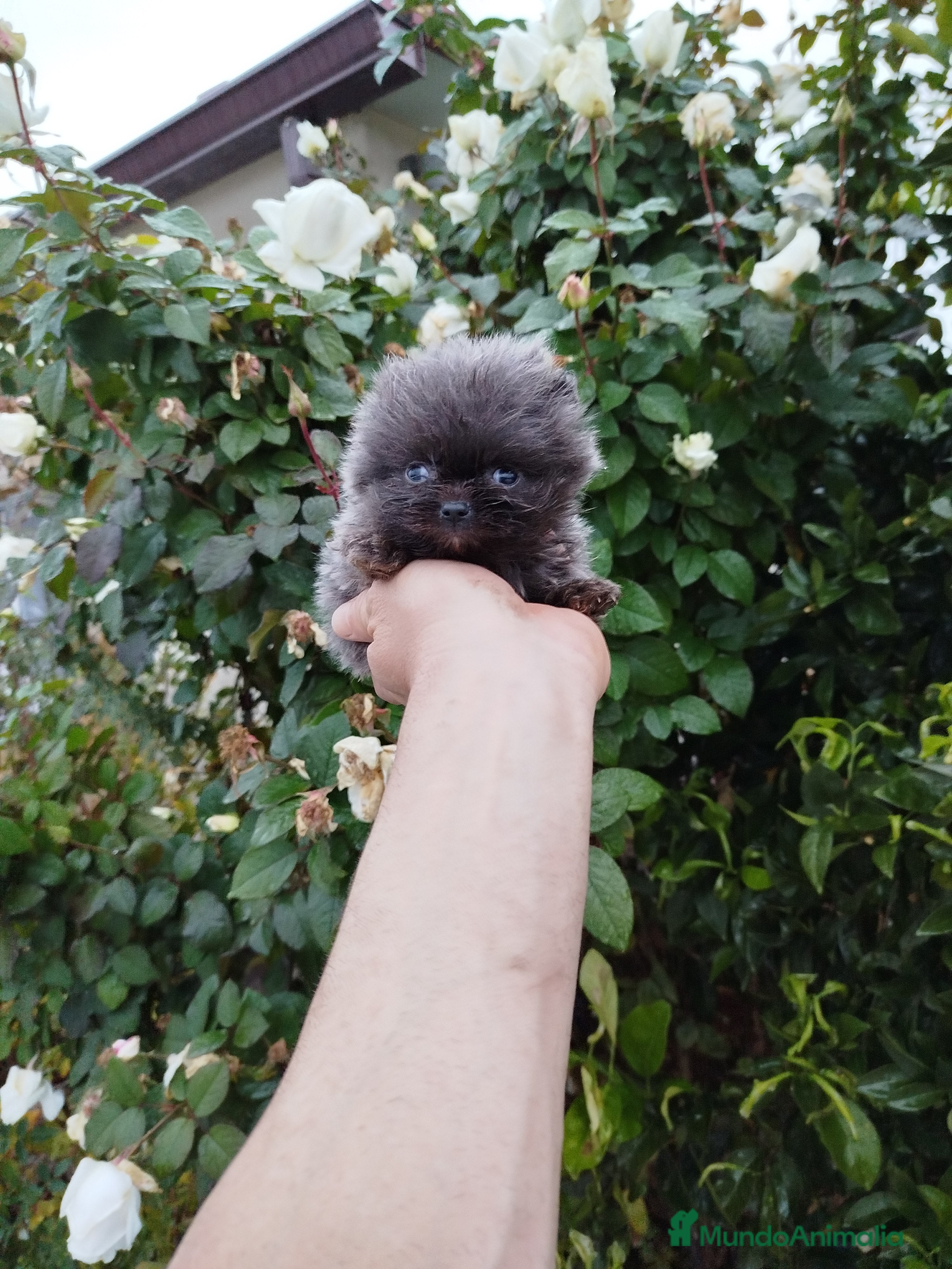 Pomerania perros Lulú de pomerania toy  - Anuncio 32