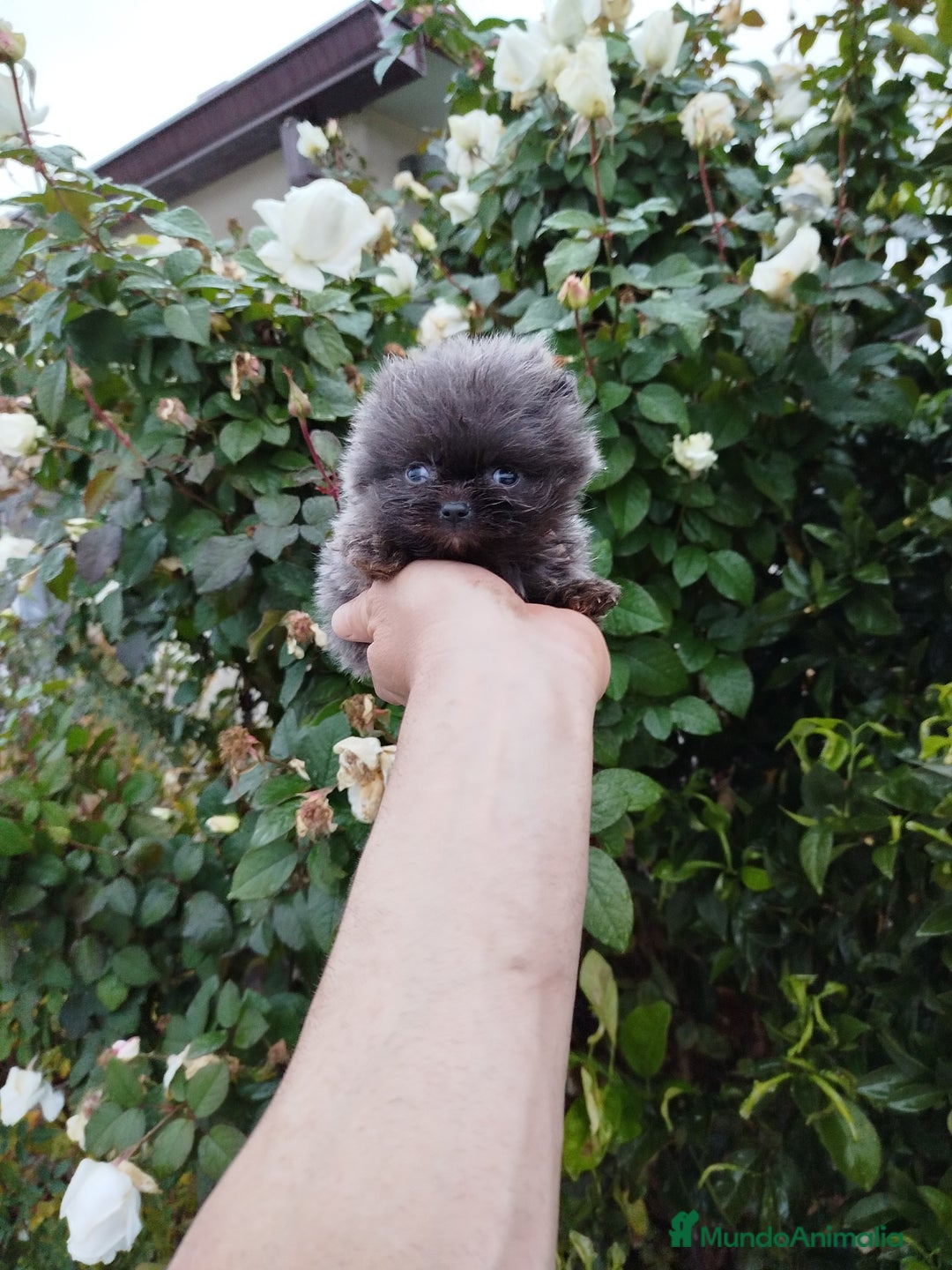 Pomerania perros en venta: Lulú de pomerania toy  - Anuncio 1