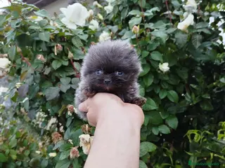 Pomerania perros Lulú de pomerania toy - Anuncio 36