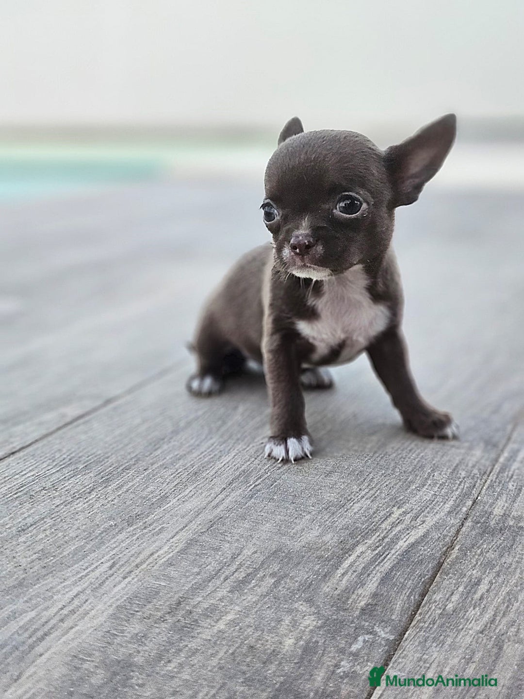 Chihuahua perros en venta: CHIHUAHUA HEMBRA - Imagen 2