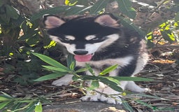 Pomsky perros en venta: Pomsky f4  - Imagen 5