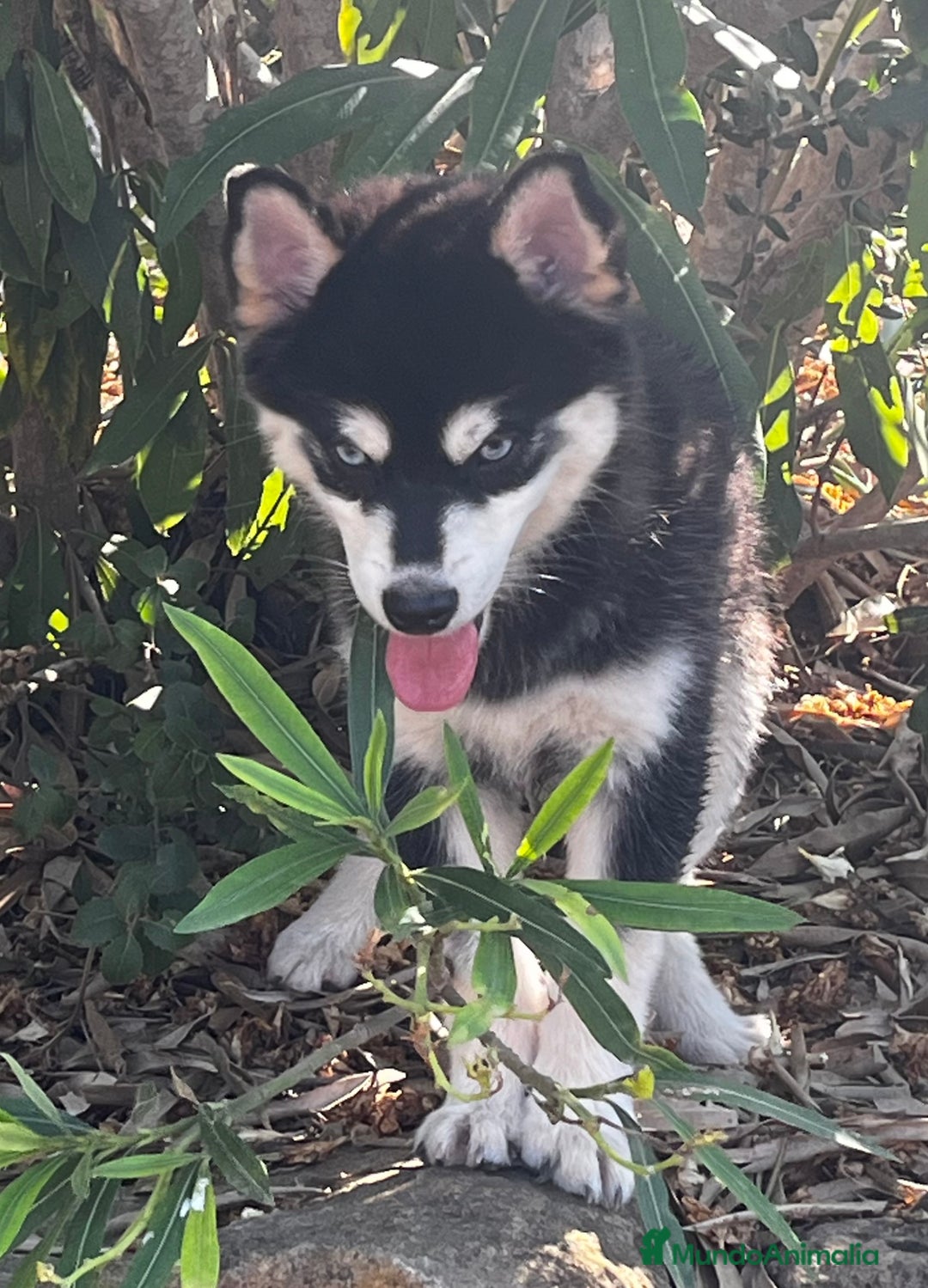Pomsky perros en venta: Pomsky f4  - Imagen 5