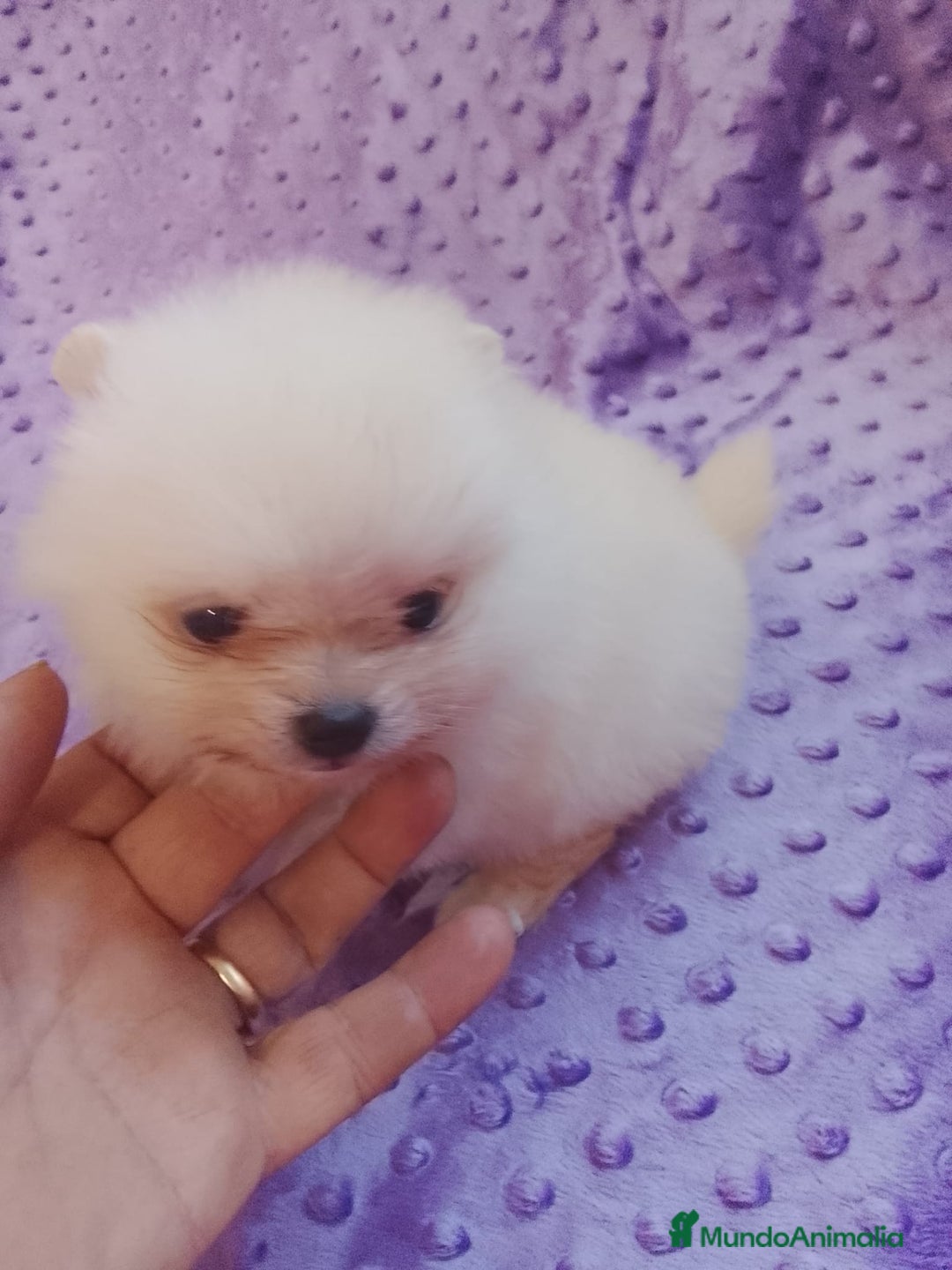 Pomerania perros en venta: Pomerania  - Anuncio 1