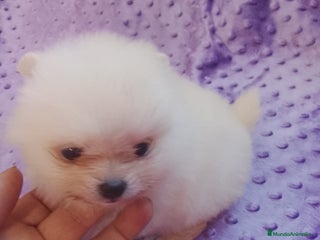 Pomerania perros Pomerania - Anuncio 1