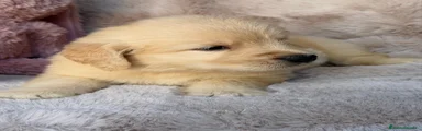 Golden Retriever 2
