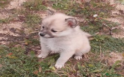 Pomerania perros en venta: Espectaculares cachorros de POMERANIA. en Madrid - Imagen 4