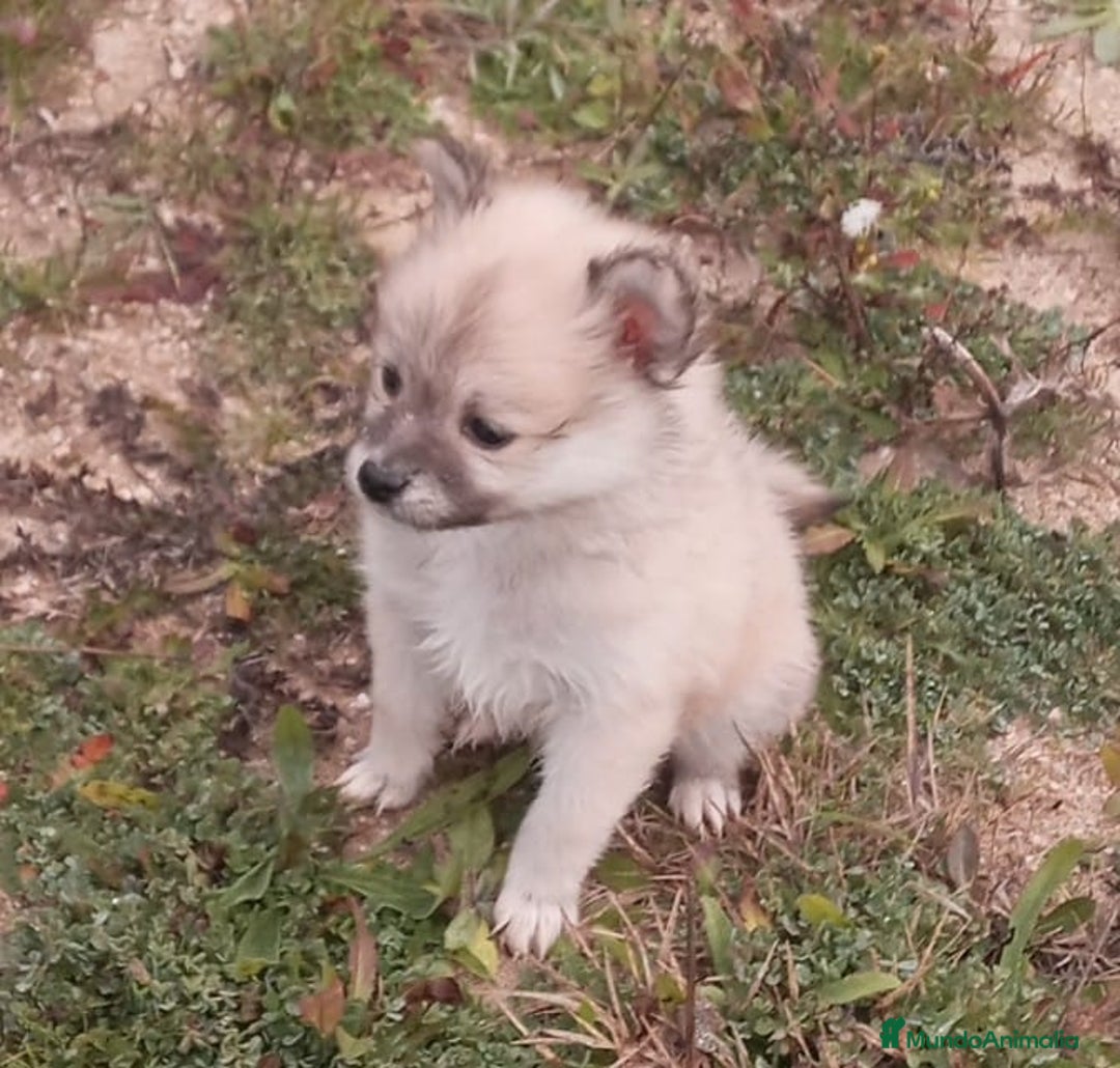 Pomerania perros en venta: Espectaculares cachorros de POMERANIA. en Madrid - Imagen 4