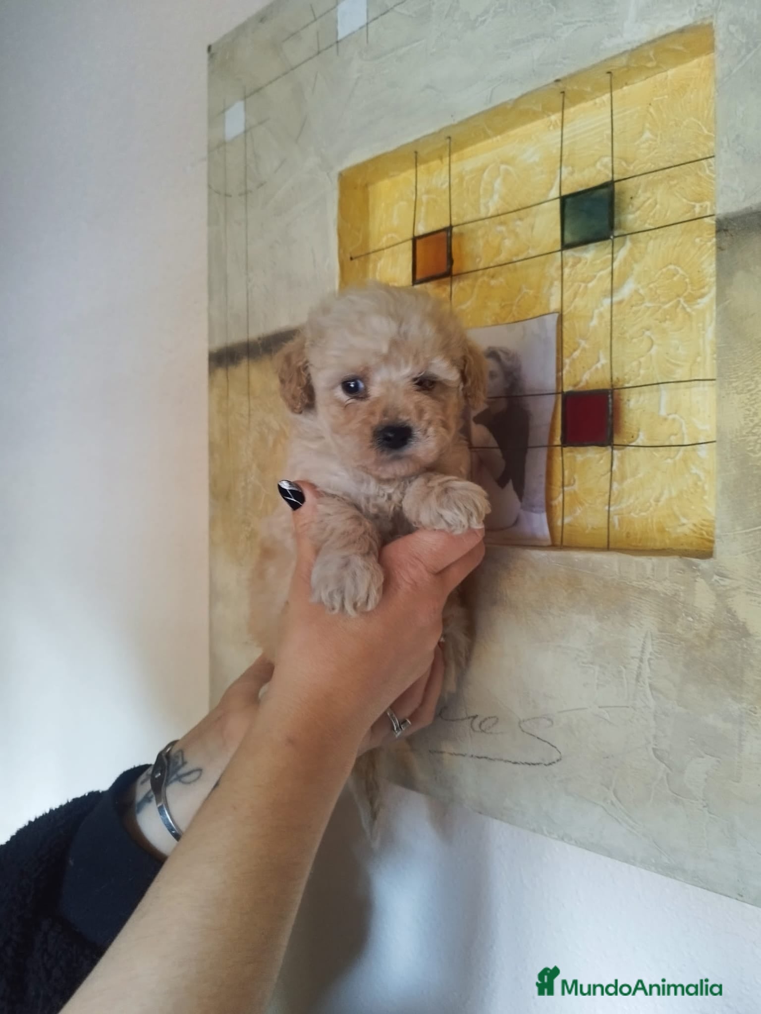 Caniche Toy perros CANICHES MICRO TOYS - Anuncio 23