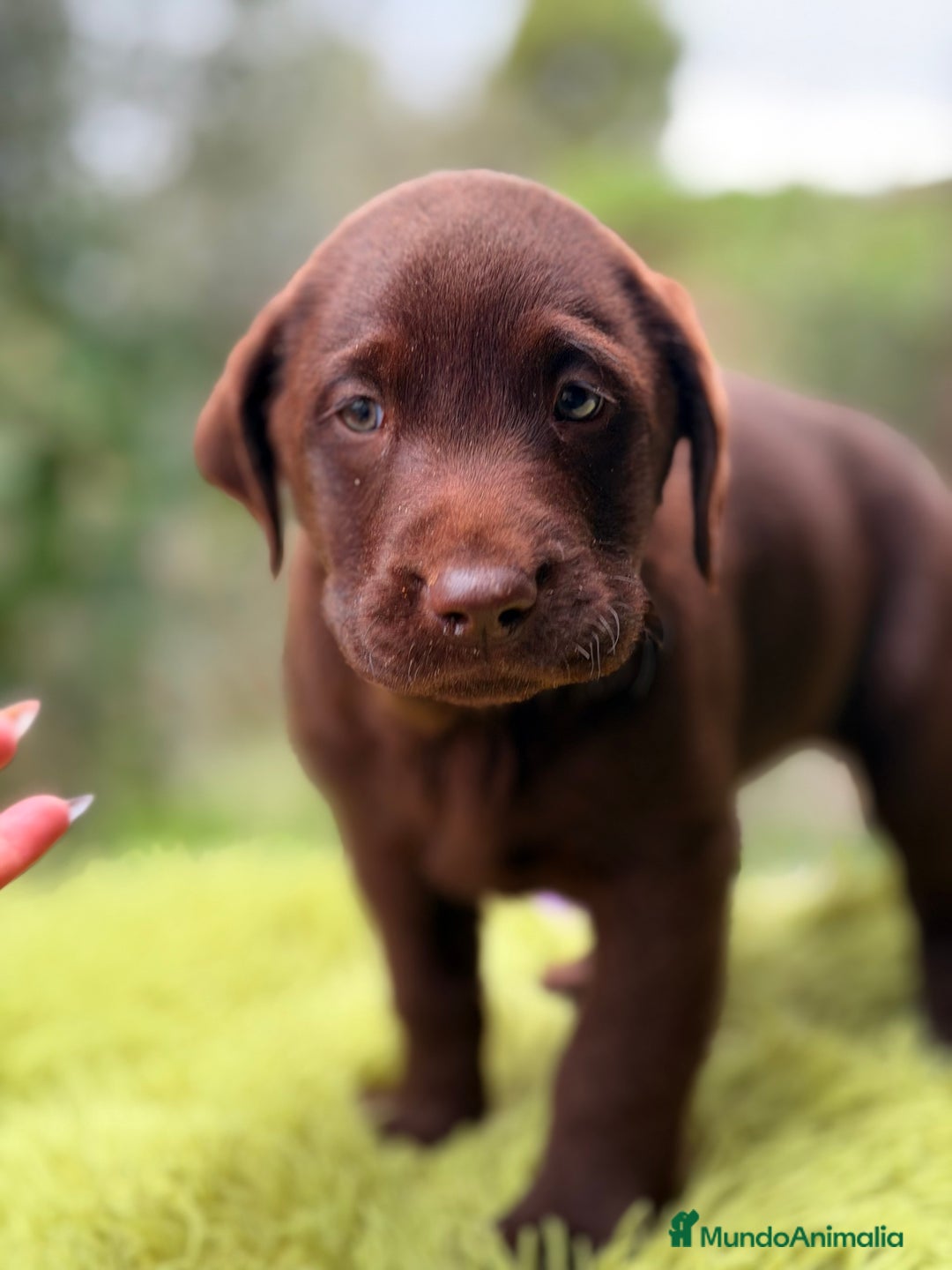 Labrador Retriever perros en venta: Labrador chocolate  - Anuncio 2