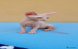 Sphynx gatos en venta: Preciosa hembrita ojos claros  - Imagen 7