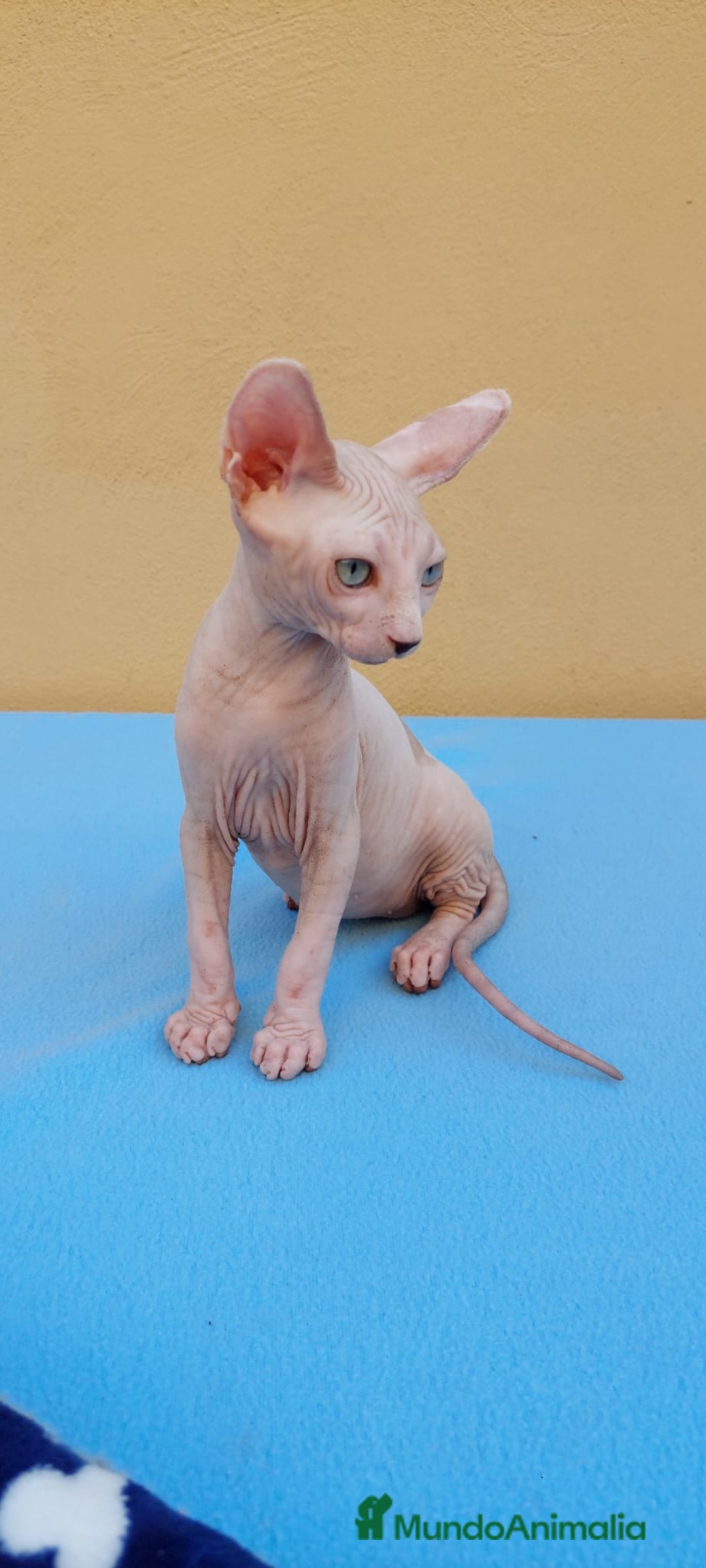 Sphynx gatos en venta: Preciosa hembrita ojos claros  - Imagen 7