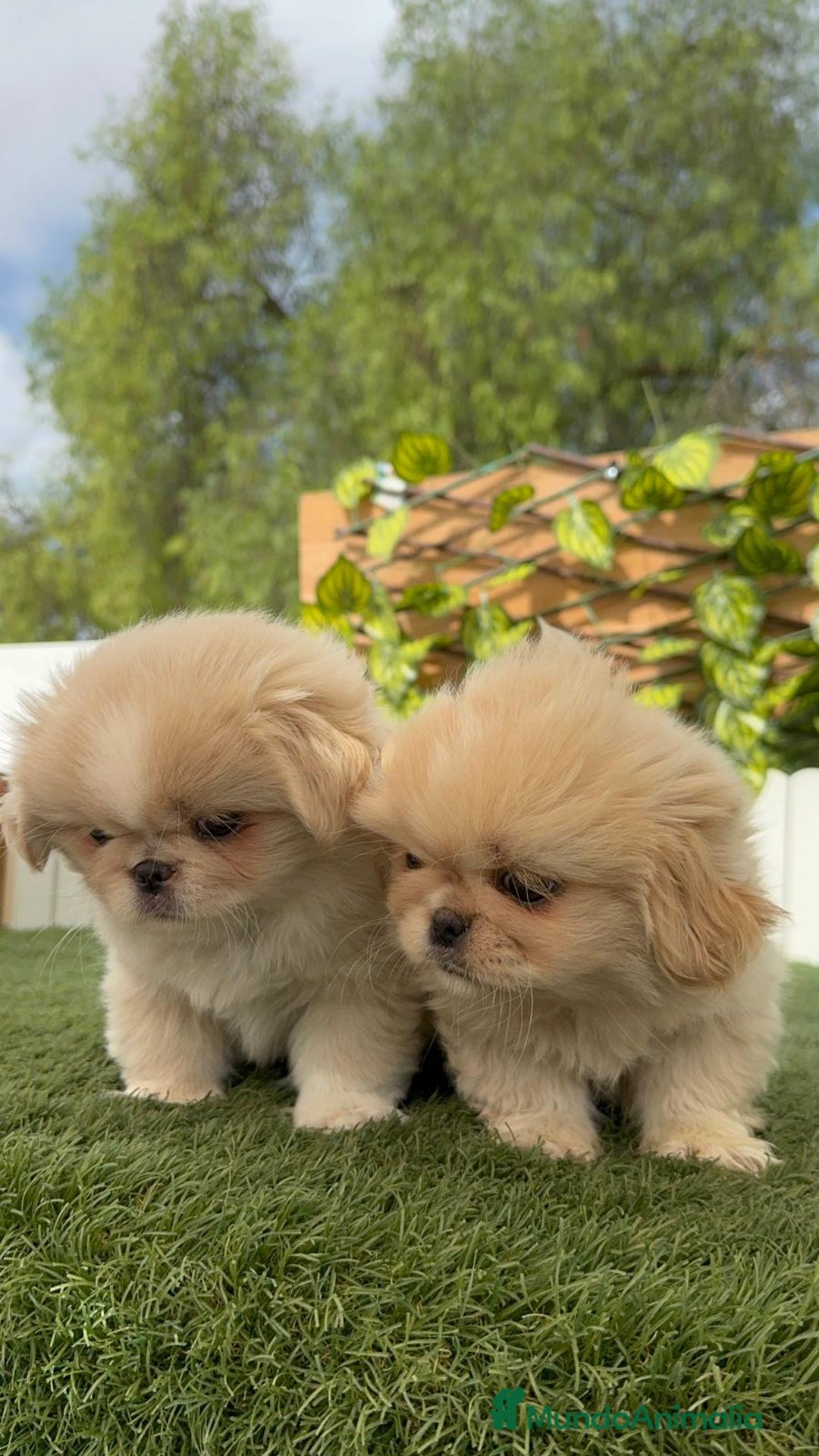 Pekinés perros en venta: PEKINES HEMBRAS - Imagen 12