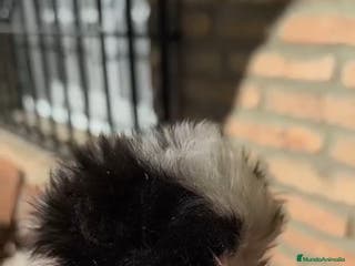 Shih Tzu perros Shih tzu mini - Anuncio 1