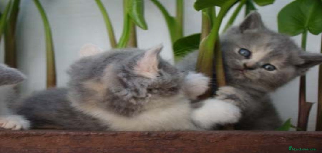 Imagen de galería {{count}}