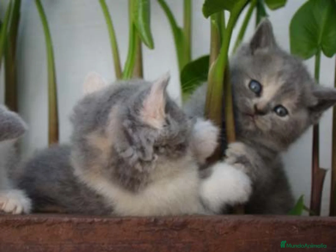 Imagen de galería {{count}}