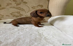 Teckel Miniatura perros en venta: Teckel kaninchen cachorro macho  - Imagen 14