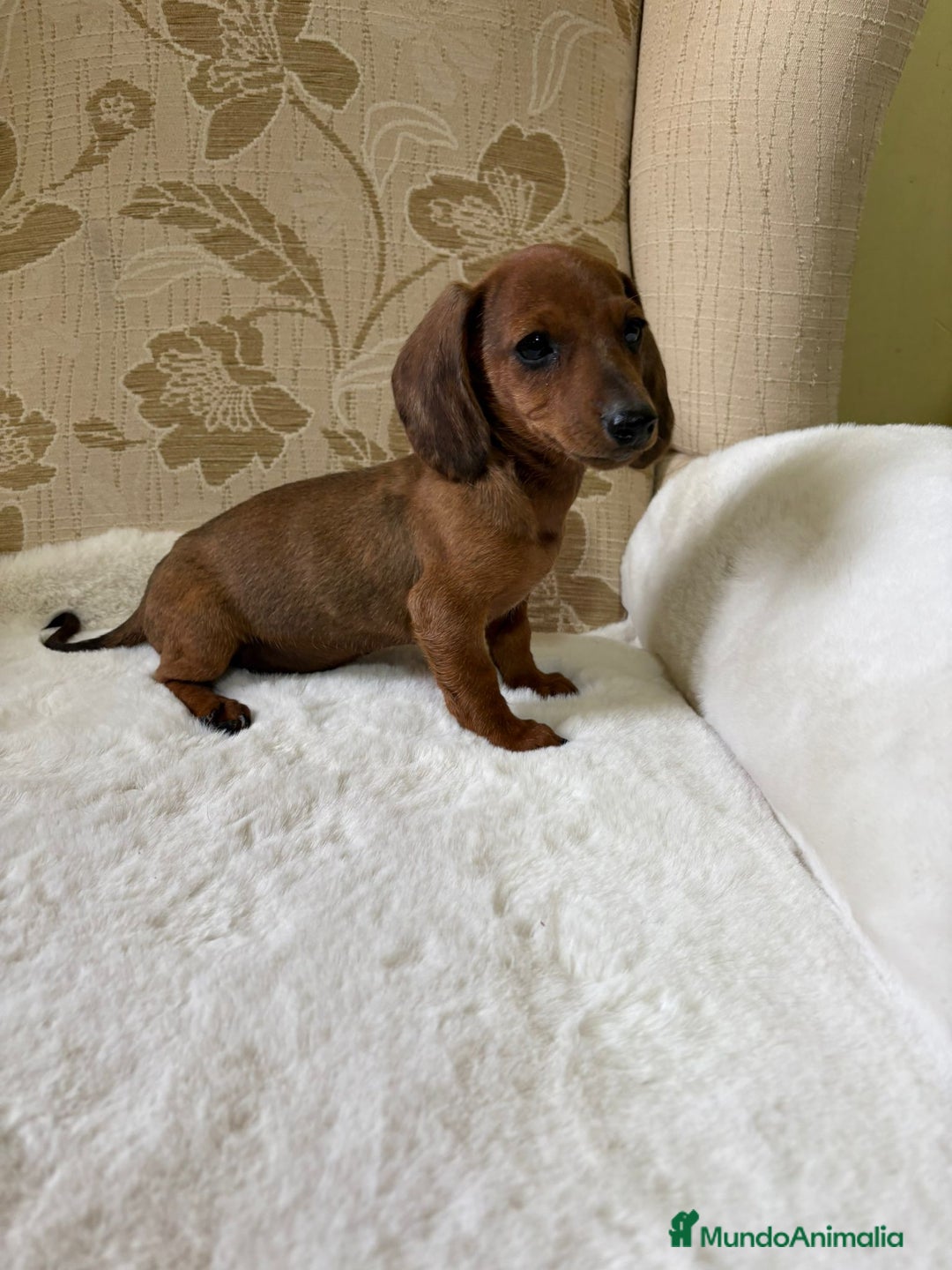 Teckel Miniatura perros en venta: Teckel kaninchen cachorro macho  - Imagen 14