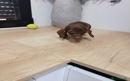 Teckel Miniatura perros en venta: Kanichen hembra chocolate última  - Anuncio 3