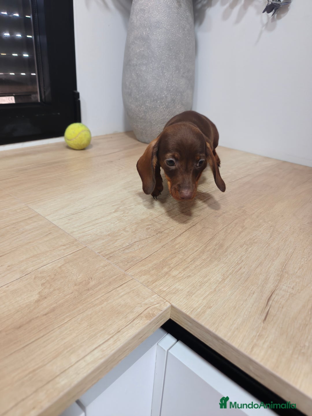 Teckel Miniatura perros en venta: Kanichen hembra chocolate última  - Anuncio 3